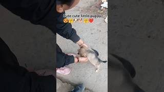 Cute 🥺 cute little puppy 😍🐕🐶🤗🥰 sapnavlogs4350 shorts Dog funny [upl. by Osanna]