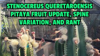 Stenocereus queretaroensis pitaya fruit update spine variation and rant [upl. by Shlomo]