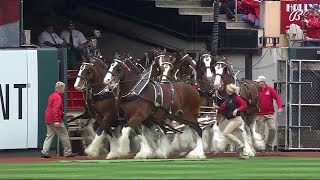 Budweiser Clydesdales take the field at Busch Stadium [upl. by Ardnek]