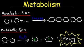 Metabolism Anabolism amp Catabolism  Anabolic vs Catabolic Reactions [upl. by Llertal]