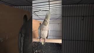 cockatiel bird cockatielbird pets parrot cockatielsound budgies cockatielsinging ytshorts [upl. by Bunow112]