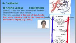 11CardioVascular System4Connections between Arteries amp Veins Anatomy Intro Dr Ahmed Kamal [upl. by Carlos148]