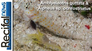 Amblyeleotris guttata amp Alpheus sp ochrostriatus [upl. by Sedruol568]