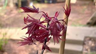 Japanese Maples Unboxing from Amazon Marketplace [upl. by Rtoip]