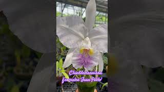 cattleya lueddemanniana [upl. by Bouley]