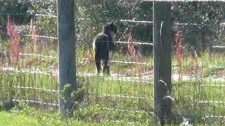 Giant Cryptid Cat Creature NW Florida [upl. by Ycak]