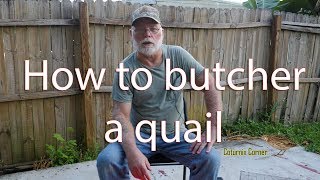 How to butcher a quail [upl. by Baten]