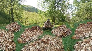 Giant Mushrooms continue to grow The best boletus mushrooms of the Carpathians 2024 [upl. by Persson]