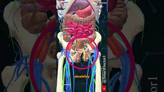 Testicles without scrotum 🍒 [upl. by Bamford]