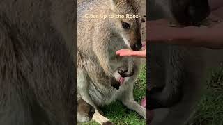 Feed the Kangarooskangaroo sydneyzoo symbio wildlifepark animals cute travel sydney family [upl. by Ilhsa207]