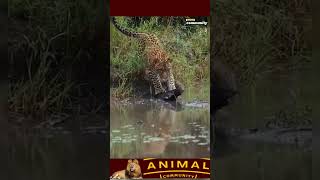 jungle forest wildlife shortvideo animals attack lion cheetah janwar [upl. by Debbie]