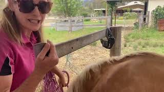 How I teach Preparing your horse for a Presentation Class [upl. by Garbers]