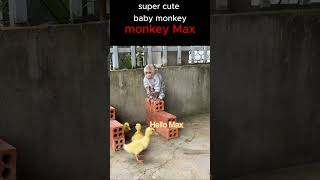 The beautiful friendship of monkey Max and ducklingmonkey funnyanimal Short [upl. by Hsot]