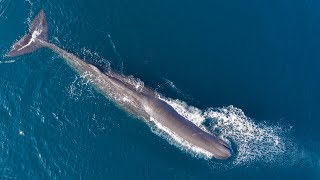 Raja Ampat Above the Surface  Whales and Dolphins by Drone  Feb 2019 4K [upl. by Emad]