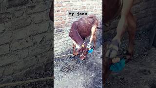 Happy Dipawali animalfeeds dipawali cow [upl. by Cleti]