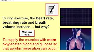 Exercise and Metabolism [upl. by Schuyler]