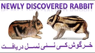 Newly Discovered Rabbitwith Eng subtitle Annamite Striped Rabbit Tiger Like Rabbit [upl. by Hgielrahc]