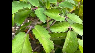 Leaf of Life Plant Bryophyllum Pinnatum  Herbs of Jamaica leafoflifeplant jamaica [upl. by Sarad215]