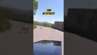 CANI ALLATTACCO bici bdc ciclismo shortsvideo [upl. by Schlicher873]