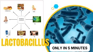 lactobacillus microbiology lecture lactobacillus Easy Microbiology [upl. by Nemracledairam]