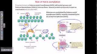 Histone acetylation [upl. by Ramhaj]