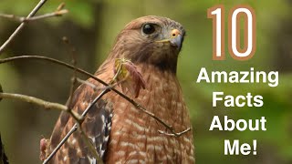 10 Amazing Facts About Red Shouldered Hawks [upl. by Dyraj]