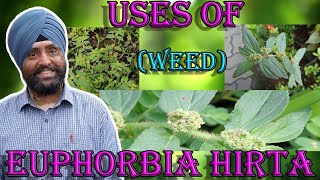 Uses of Euphorbia hirta  यूफोरबिया हर्टा के उपयोग [upl. by Enoid]