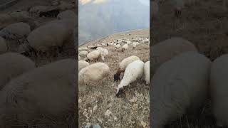 Happy sheep Shoun animals animal animals kurdish [upl. by Iht372]