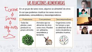 Relaciones Redes y Pirámides alimentarias Parte I  4to Grado de Primaria  Las Cumbres [upl. by Arriaes]