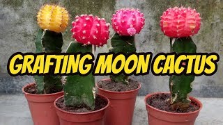 How to graft Moon cactus  Easy Grafting tutorial [upl. by Wadlinger750]