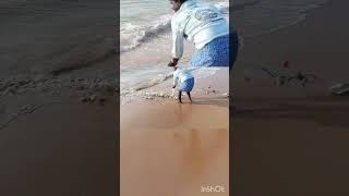 beach viralvideo trendingshorts fish fishing shortvideo [upl. by Atsugua]