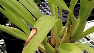 ORCHID CARE  Yellow Leaves and Other Ailments PART 3 Lighting mishaps and Fertilizer leaf burns [upl. by Lletnwahs546]