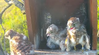 Common Kestrels Tiszalök Hungary  Elder chick jump on outside branch  June 29 2024 [upl. by Perlie]