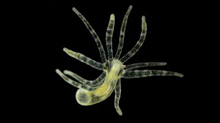 Phylum Cnidaria Part 2 Class Hydrozoa [upl. by Ji299]