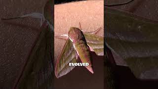 Moth Drives Evolutionists Batty shorts moths bats facts science creation insects evolution [upl. by Ylrebmek203]