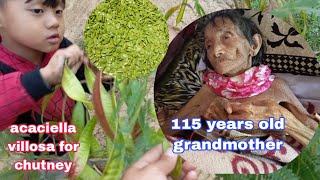 meet the oldest grandmotherplucking acaciella villosa nagaland villagelife [upl. by Nylarej]