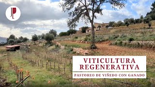 Viticultura regenerativa Pastoreo de viñedo con ganado [upl. by Nwahsear]