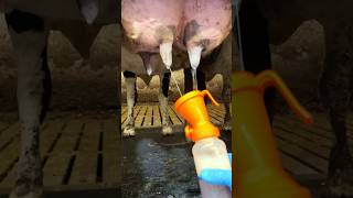 Cleaning  Milking Aggressive Cow cleaning work animals [upl. by Ungley323]