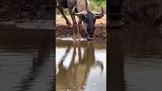 Crocodile hunt antelope animals wildlife wildanimals foryou fyp [upl. by Malkin]