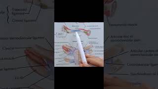 Subclavius Muscle Origin Insertion anatomy upperlimbanatomy muscles [upl. by Jasun]