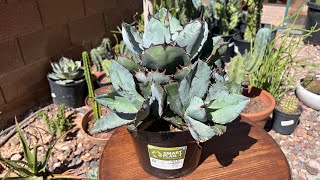 AGAVE TITANOTA THE CHALK AGAVE HOW TO PROPAGATE AND REPOT THIS GREAT BUY FROM HOME DEPOT plants [upl. by Ahseram998]