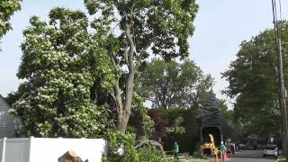 The Catalpa Tree Being Euthanized [upl. by Torry]