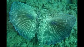 Flying Gurnard Sea Robin [upl. by Hsirrap]