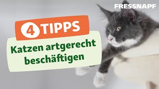 4 Tipps zum Beschäftigen von Katzen  Spielen amp Trainieren [upl. by Uzia345]