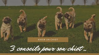 Ladoption dun chiot  Nos 3 conseils indispensables [upl. by Atteuqram709]