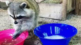 Cute Raccoon Washing His Hands [upl. by Haneehs]