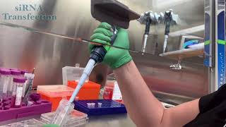 siRNA Transfection Video [upl. by Ellerad]