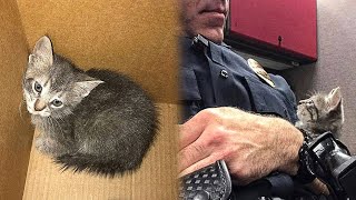 Cop Comforted a Stray Kitten All Night And Became Its Father In The Morning [upl. by Yelsnia]