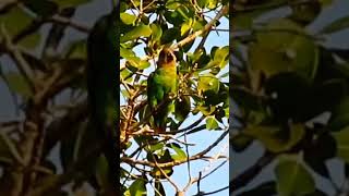 Brownheaded Parrot chewing Branches and Leaves Parrots birdwatchinginkenya [upl. by Fesuy]