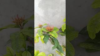 ixora flowering plants [upl. by Earissed547]